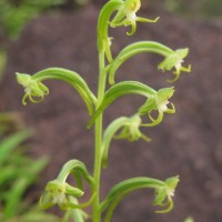 Habenaria viridiflora (Rottler ex Sw.) R.Br. ex Spreng.